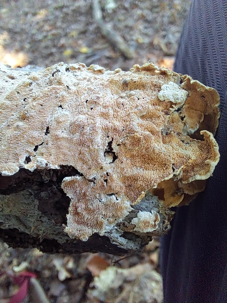 Steccherinum sp. 'ochraceum-MI01'