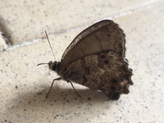 Lepidoptera
