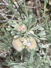 Rhopalomyia pomum