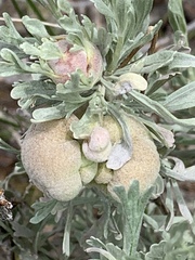 Rhopalomyia pomum