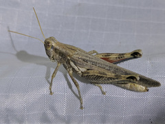 Melanoplus complanatipes