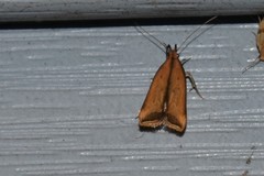 Dichomeris heriguronis