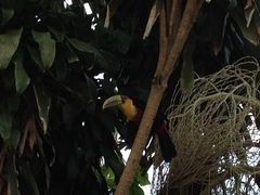 Ramphastos dicolorus