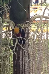 Ramphastos dicolorus