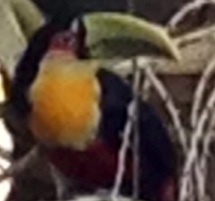 Ramphastos dicolorus
