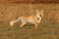 Tibetan Fox photo 3