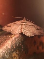 Costaconvexa