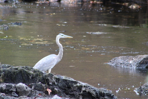 Great Blue Heron photographed in Maine