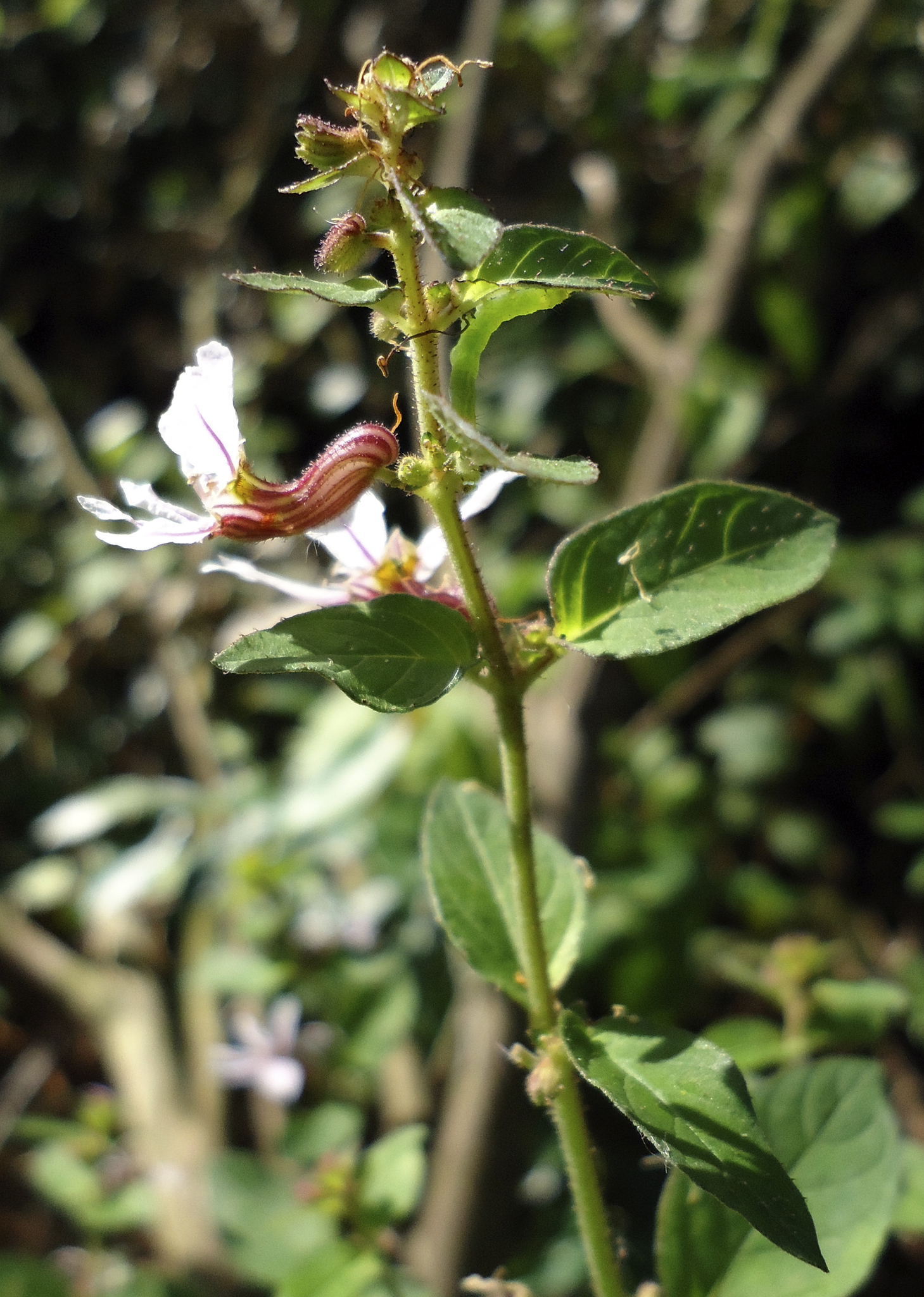 Cuphea tuberosa
