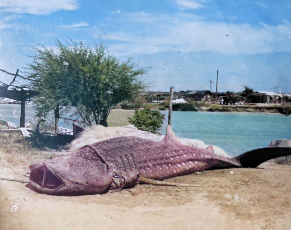 Basking shark