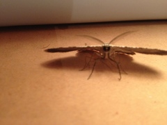 Lepidoptera