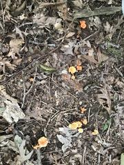 Cantharellus corallinus