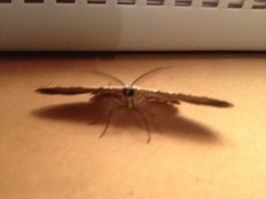 Lepidoptera