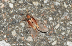 Notodonta dembowskii