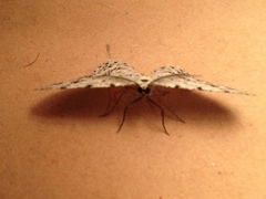Lepidoptera