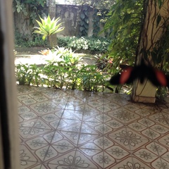 Lepidoptera