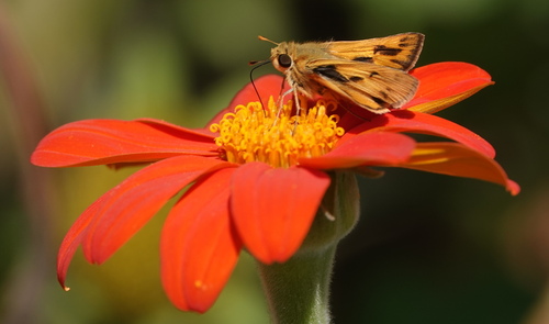 Fiery skipper