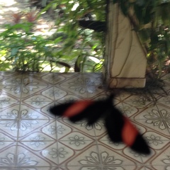 Lepidoptera