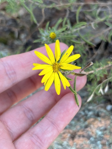 Image of Stiffleaf False Goldenaster (Heterotheca stenophylla) by (c) Samantha Knight, some rights reserved (CC BY)