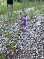 Penstemon neomexicanus