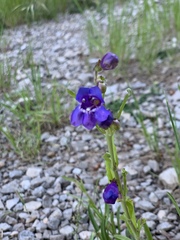 Penstemon neomexicanus