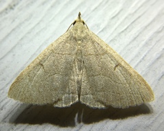 Zanclognatha pedipilalis