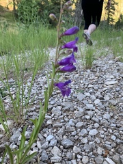 Penstemon neomexicanus
