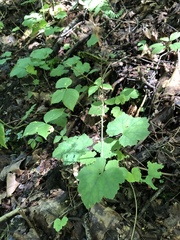 Tiarella stolonifera