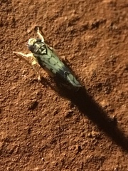 Scaphoideus obtusus