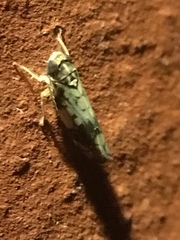 Scaphoideus obtusus