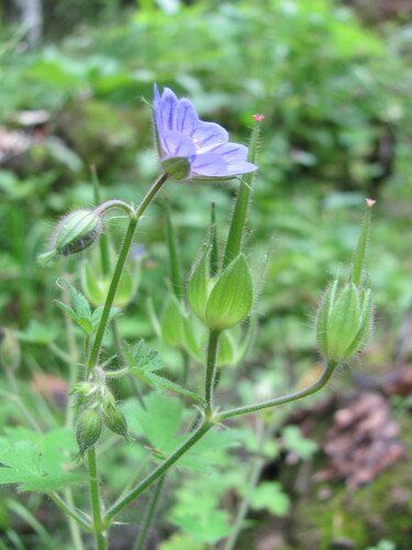 Geranium bohemicum, photograph 2