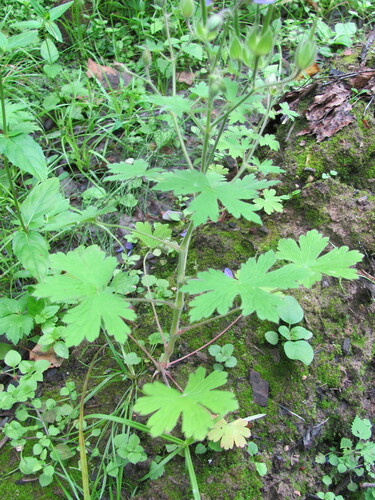 Geranium bohemicum, photograph 3