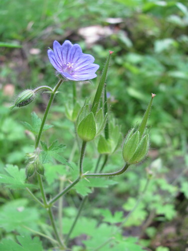Geranium bohemicum, photograph 5