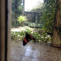 Lepidoptera