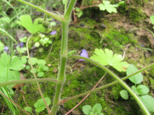 Geranium bohemicum, photograph 4