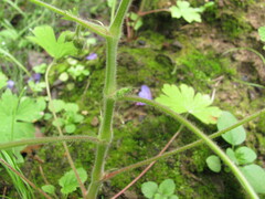 Geranium bohemicum, photograph author not stated, no rights reserved