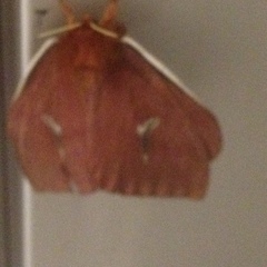 Lepidoptera