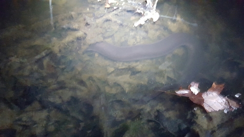 Amphiuma tridactylum