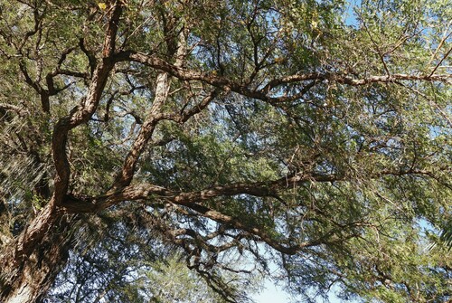 Chloroleucon tenuiflorum, photograph 3