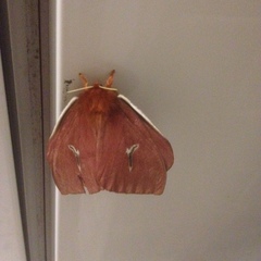 Lepidoptera