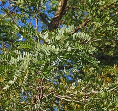 Chloroleucon tenuiflorum, photograph Hugo Hulsberg, CC0, iNaturalist via GBIF