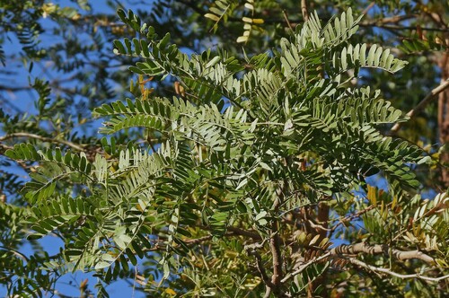 Chloroleucon tenuiflorum, photograph 5