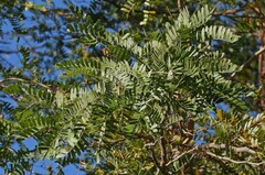 Chloroleucon tenuiflorum, photograph Hugo Hulsberg, CC0, iNaturalist via GBIF