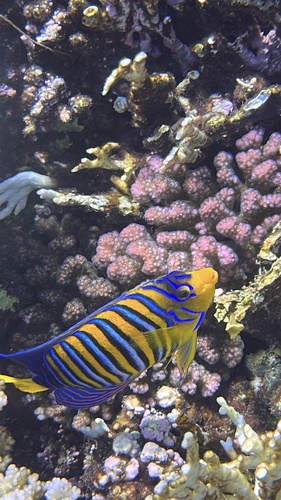 Regal Angelfish
