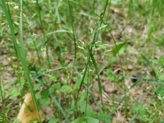 Poa supina
