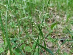 Poa supina