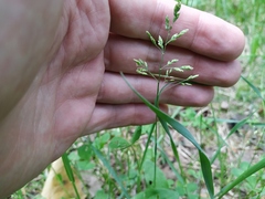Poa supina