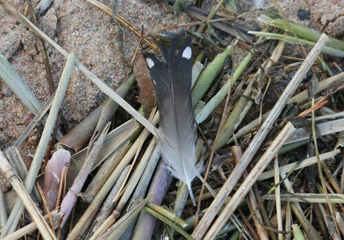 Plume de Plongeon arctique