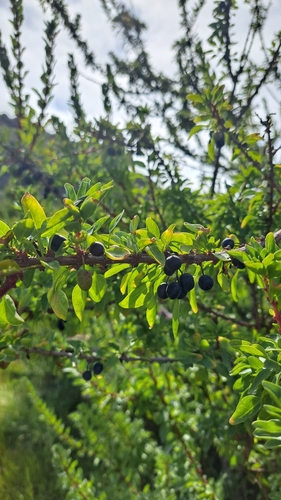 Image of Fuchsia lycioides by (c) Matías, some rights reserved (CC BY)