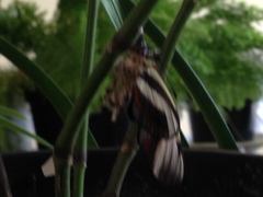 Lepidoptera